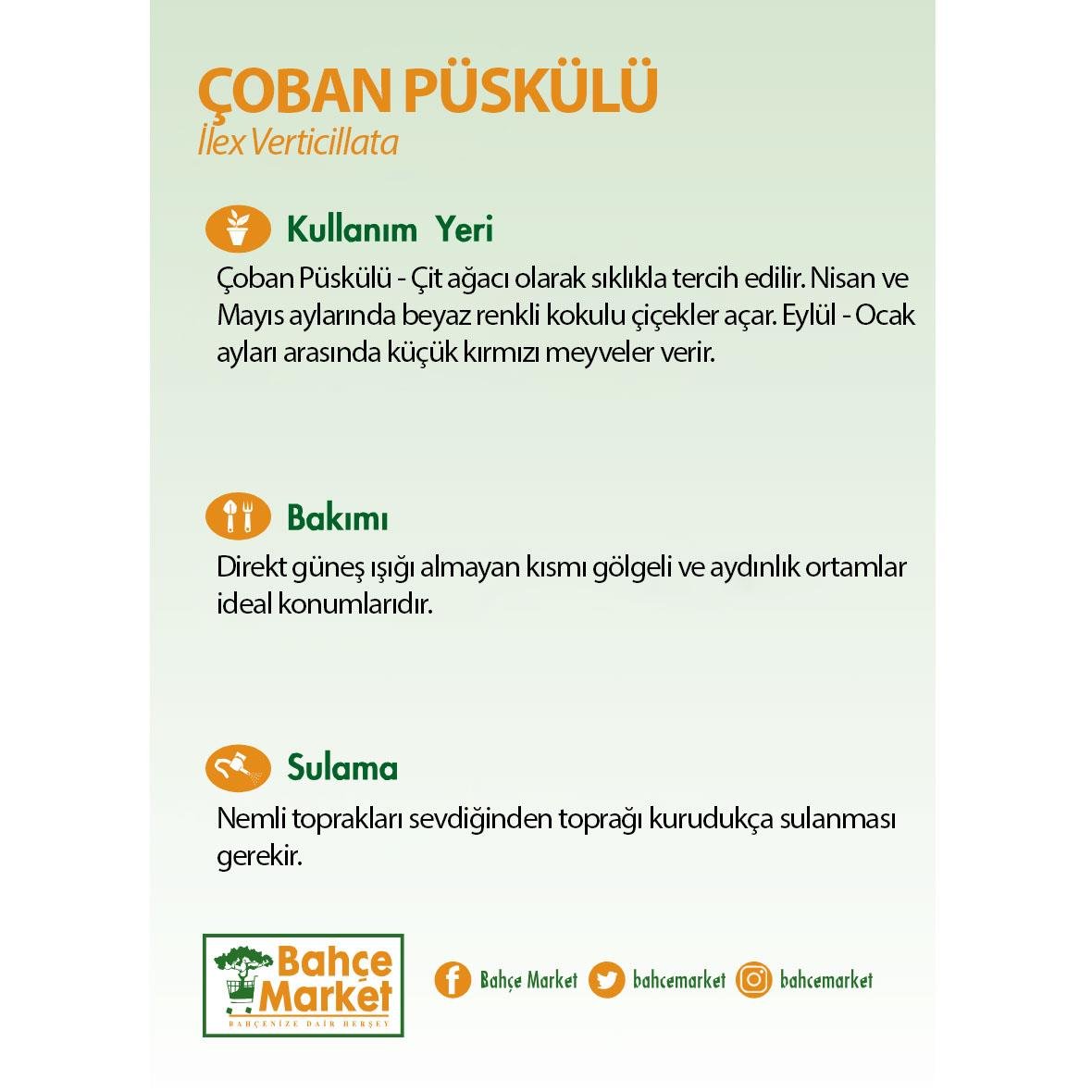 İlex Verticillata Çiçeği (Çoban Püskülü) 30-40 Cm