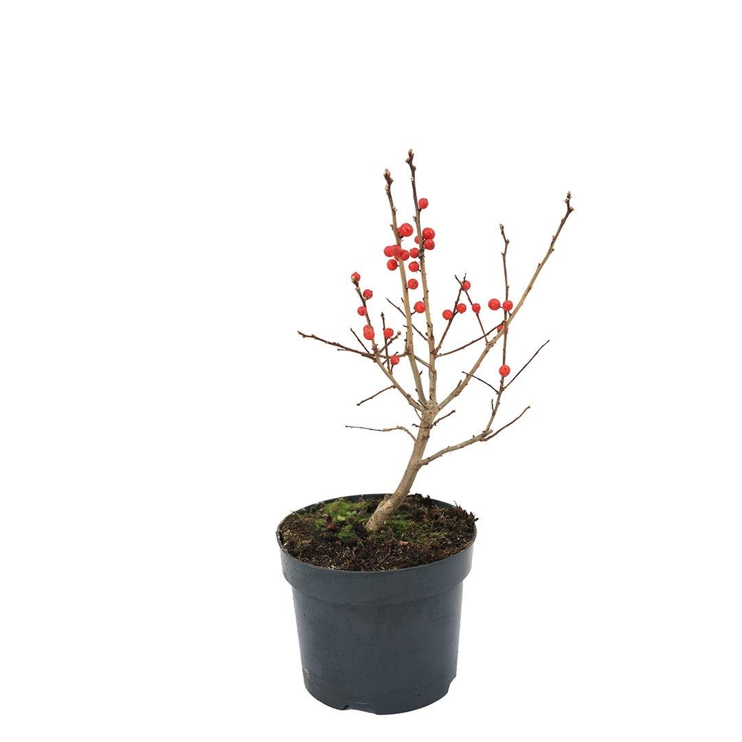 İlex Verticillata Çiçeği (Çoban Püskülü) 30-40 Cm