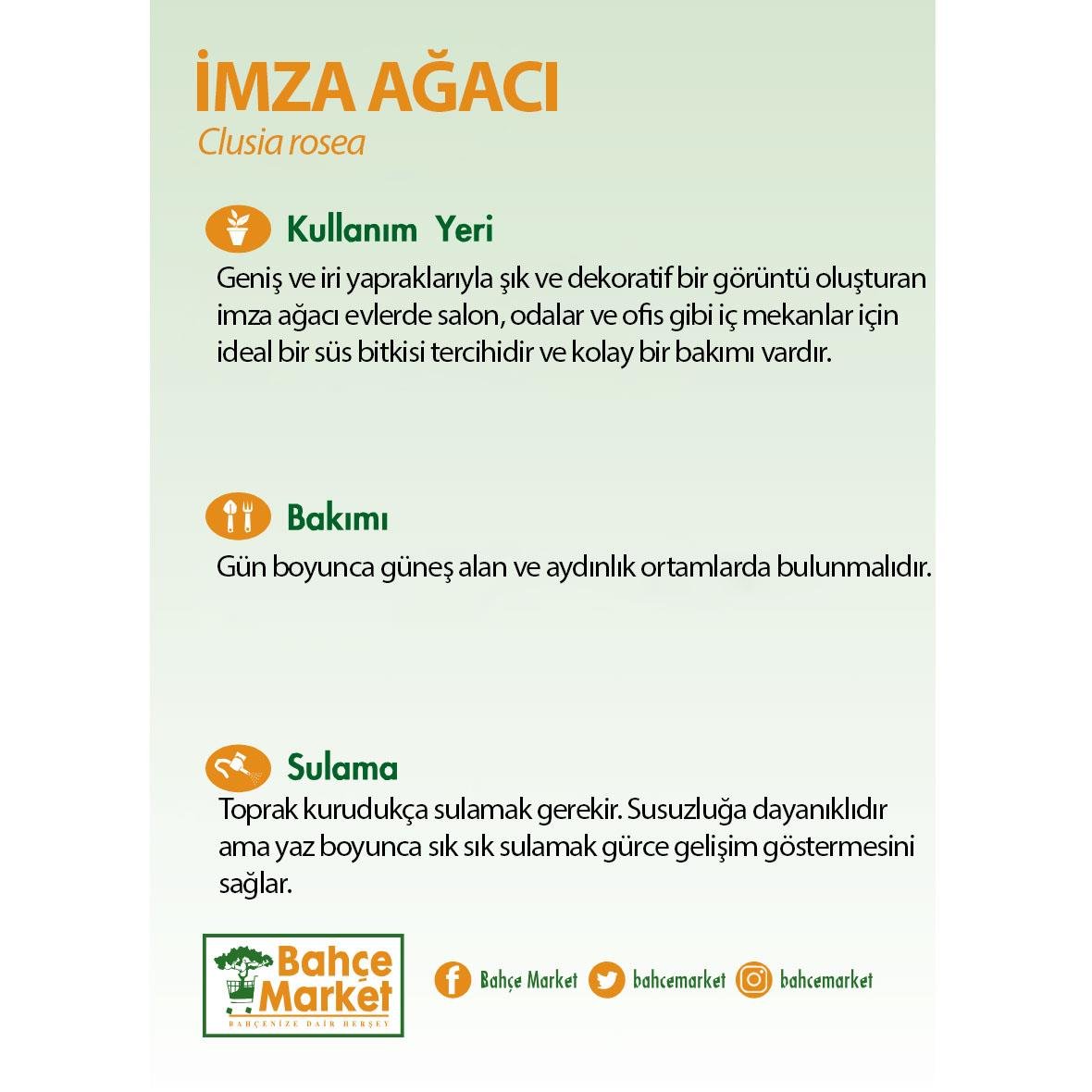 İmza Ağacı Çiçeği 60-80 Cm