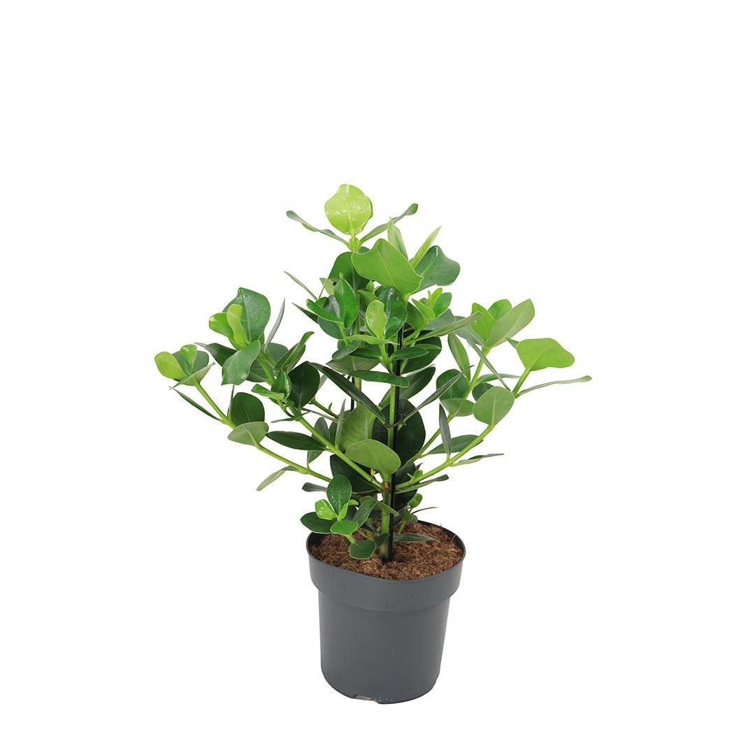 İmza Ağacı Çiçeği 60-80 Cm