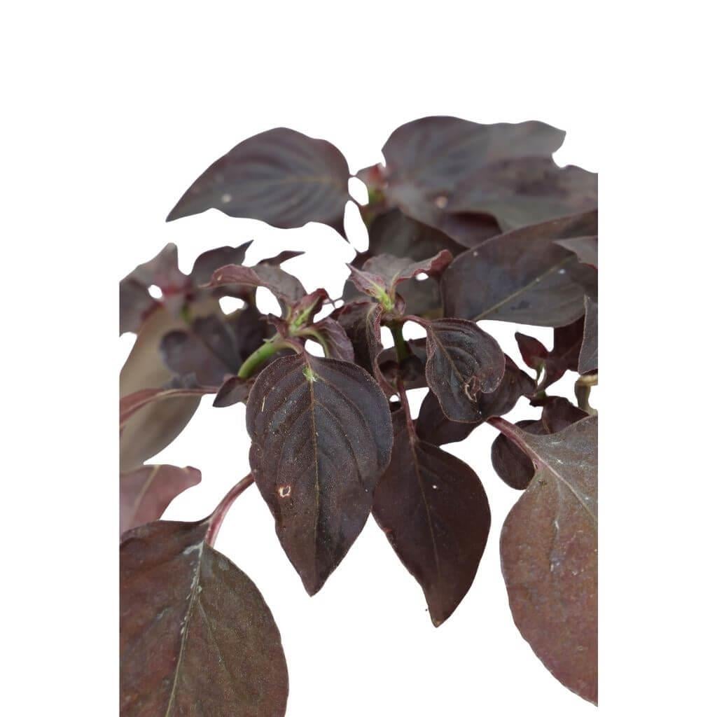 İresine Herbstii 10-20 cm