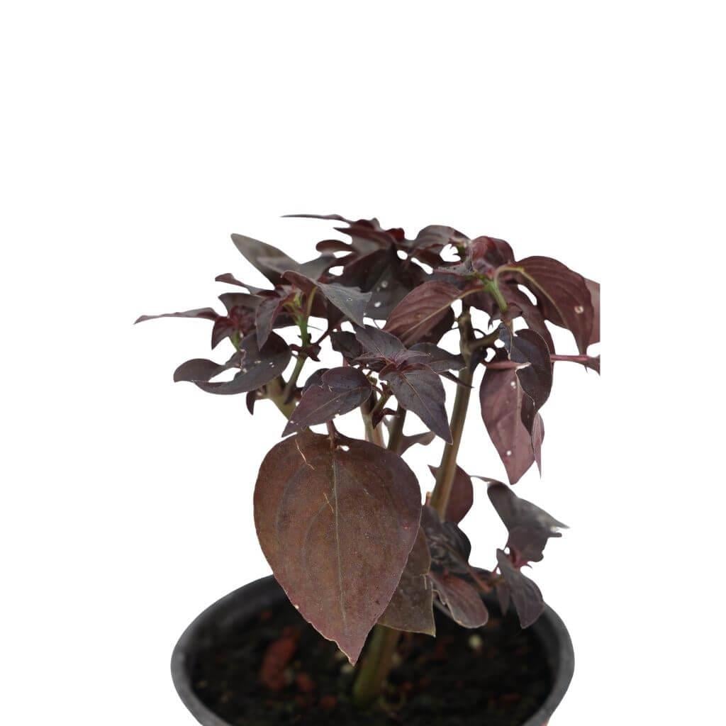 İresine Herbstii 10-20 cm