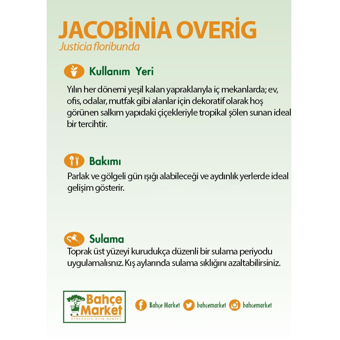 Jacobinia Overig Çiçeği 20-30 Cm
