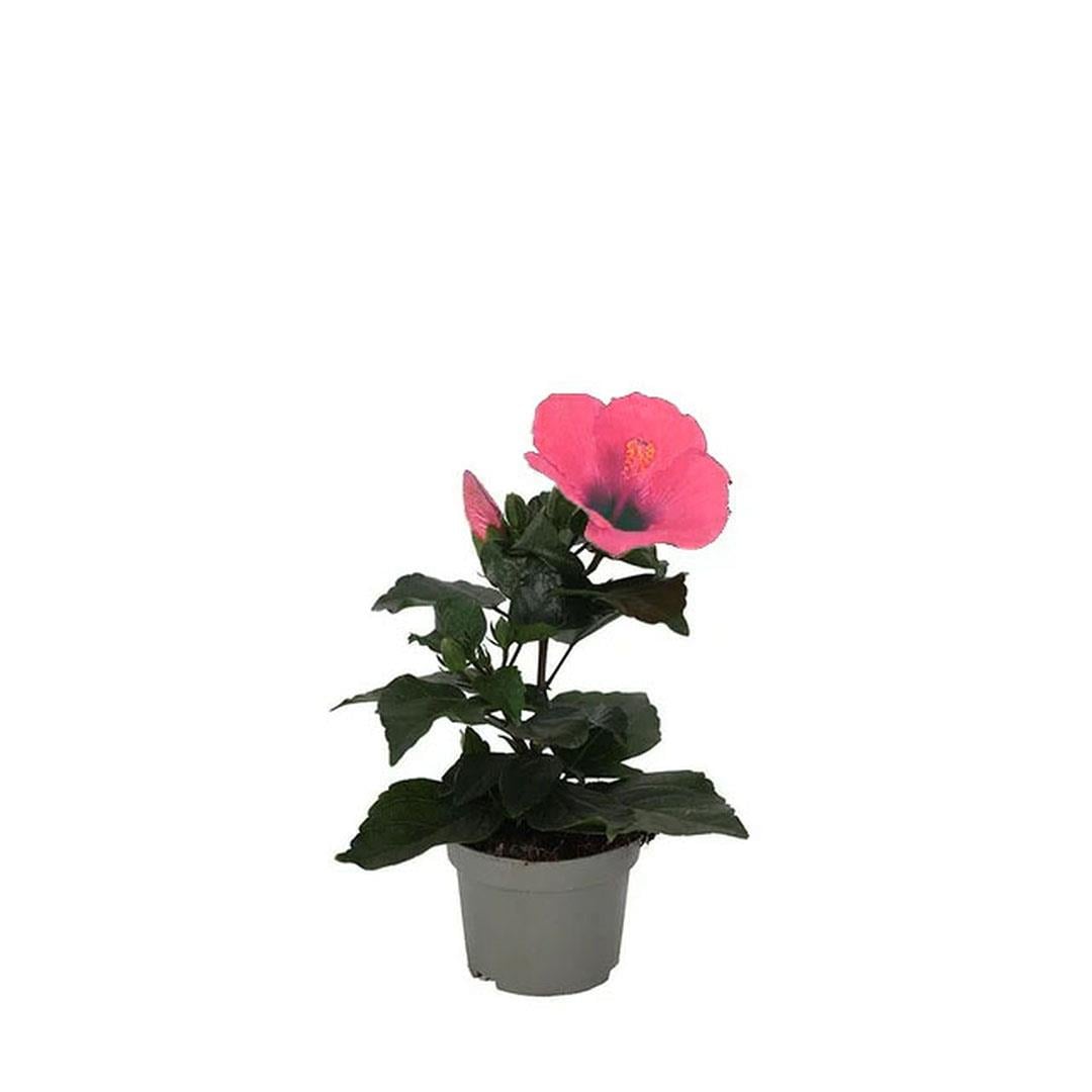 Japon Gülü Mix 10-20 Cm