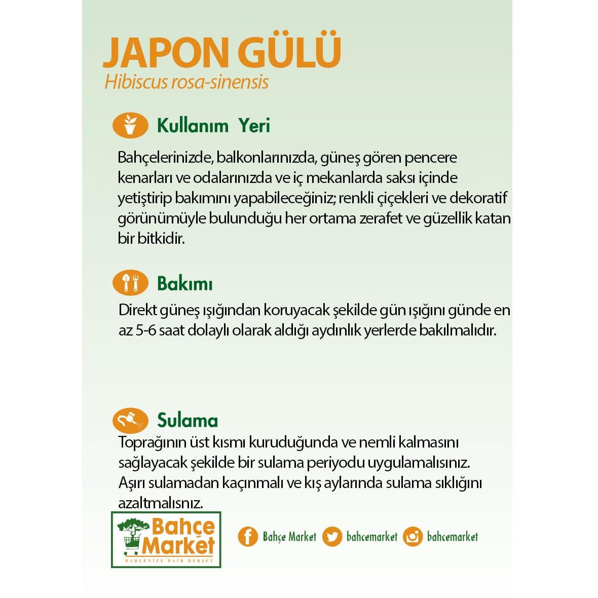 Japon Gülü Mix 10-20 Cm