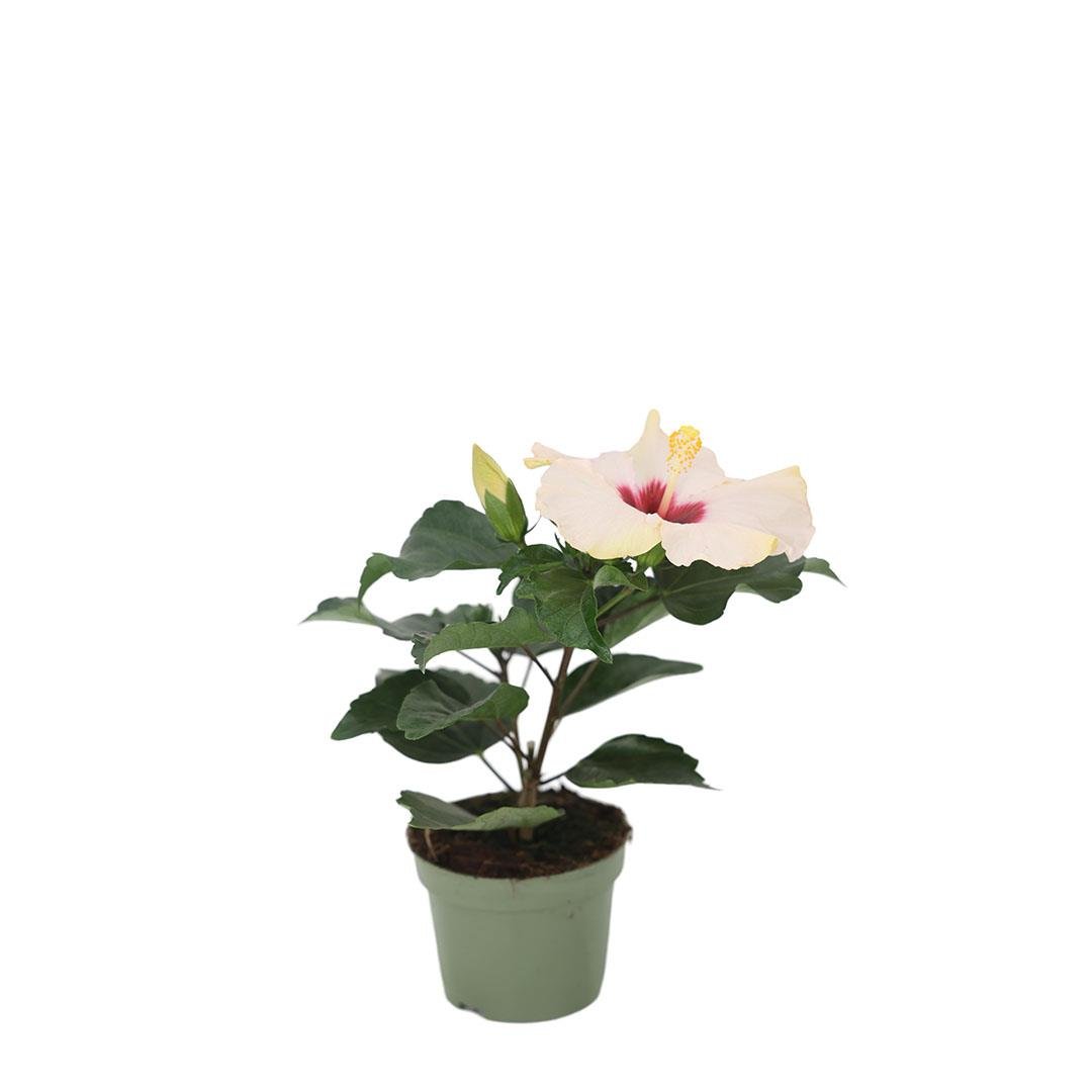 Japon Gülü Mix 10-20 Cm