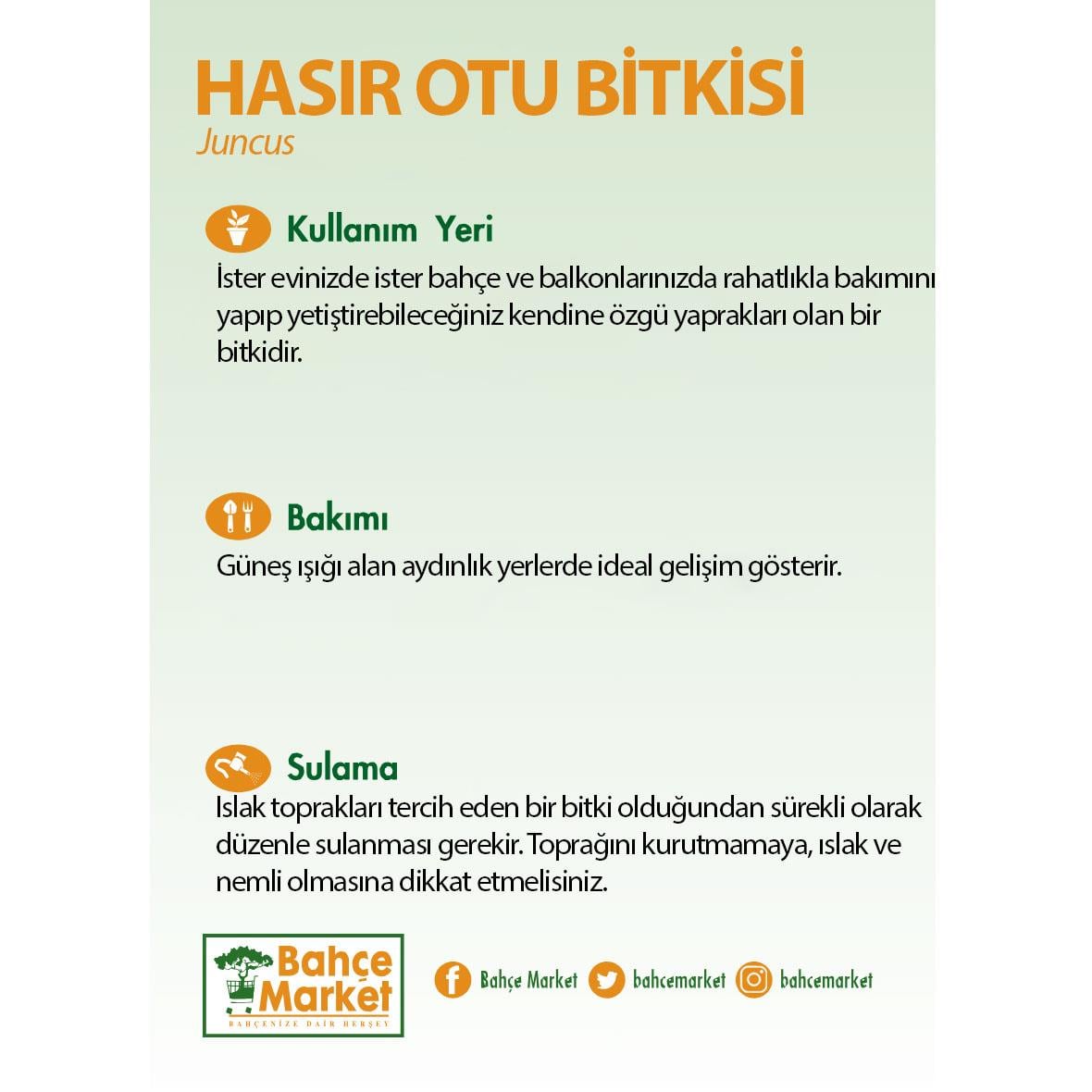 Juncus (Hasır Otu) Bitkisi