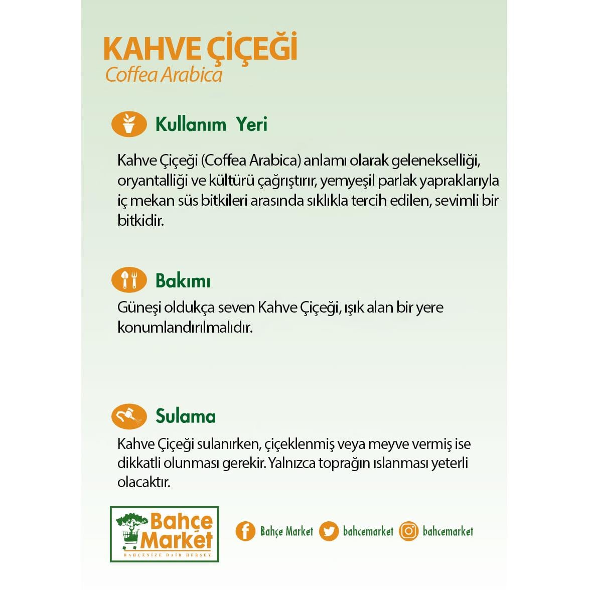 Kahve Çiçeği Saksılı 15 - 20 Cm