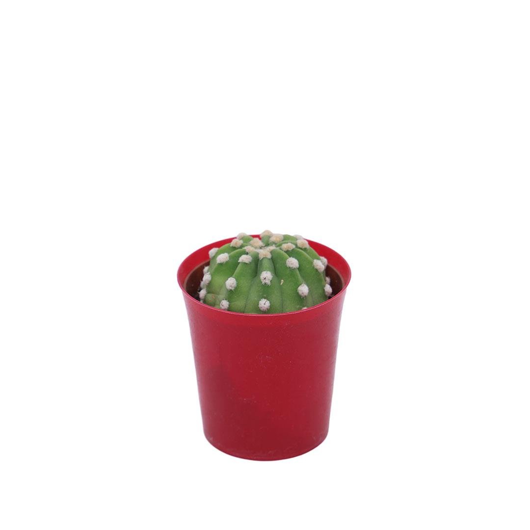 Kaktüs 8,5 Cm Yeşil