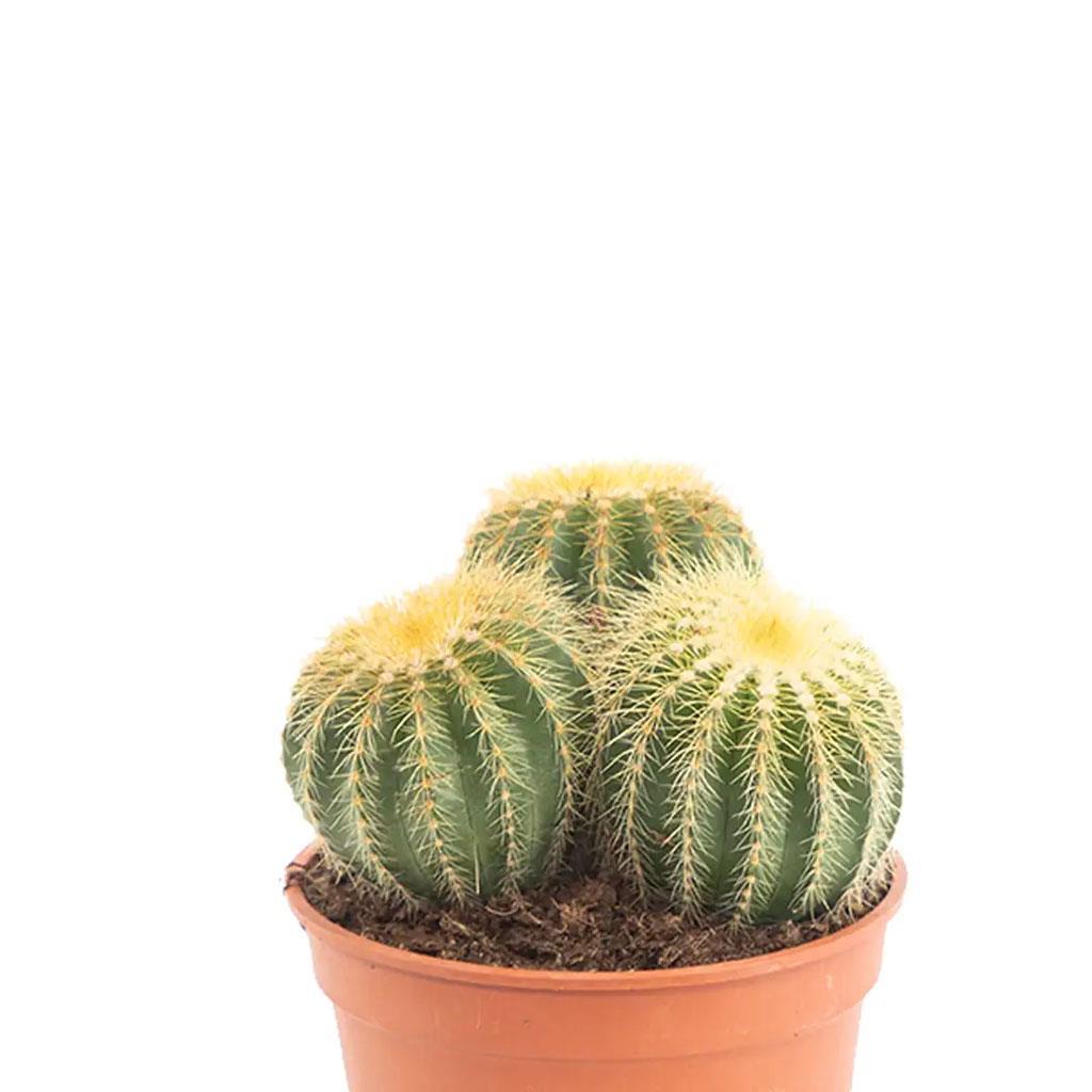 kaktus-extra-17-20-30-cm-s.i.-8bb4c8.jpg