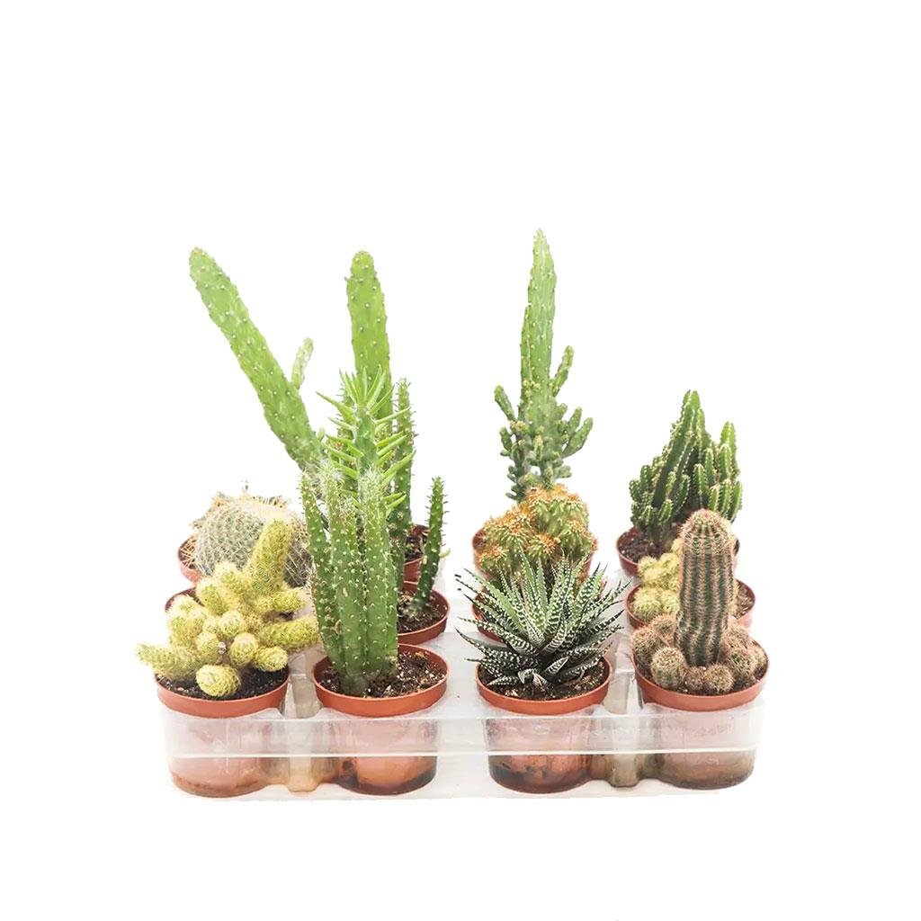 Kaktüs Gemengd Çap 10 Cm - Boy 10 - 20 Cm Yeşil