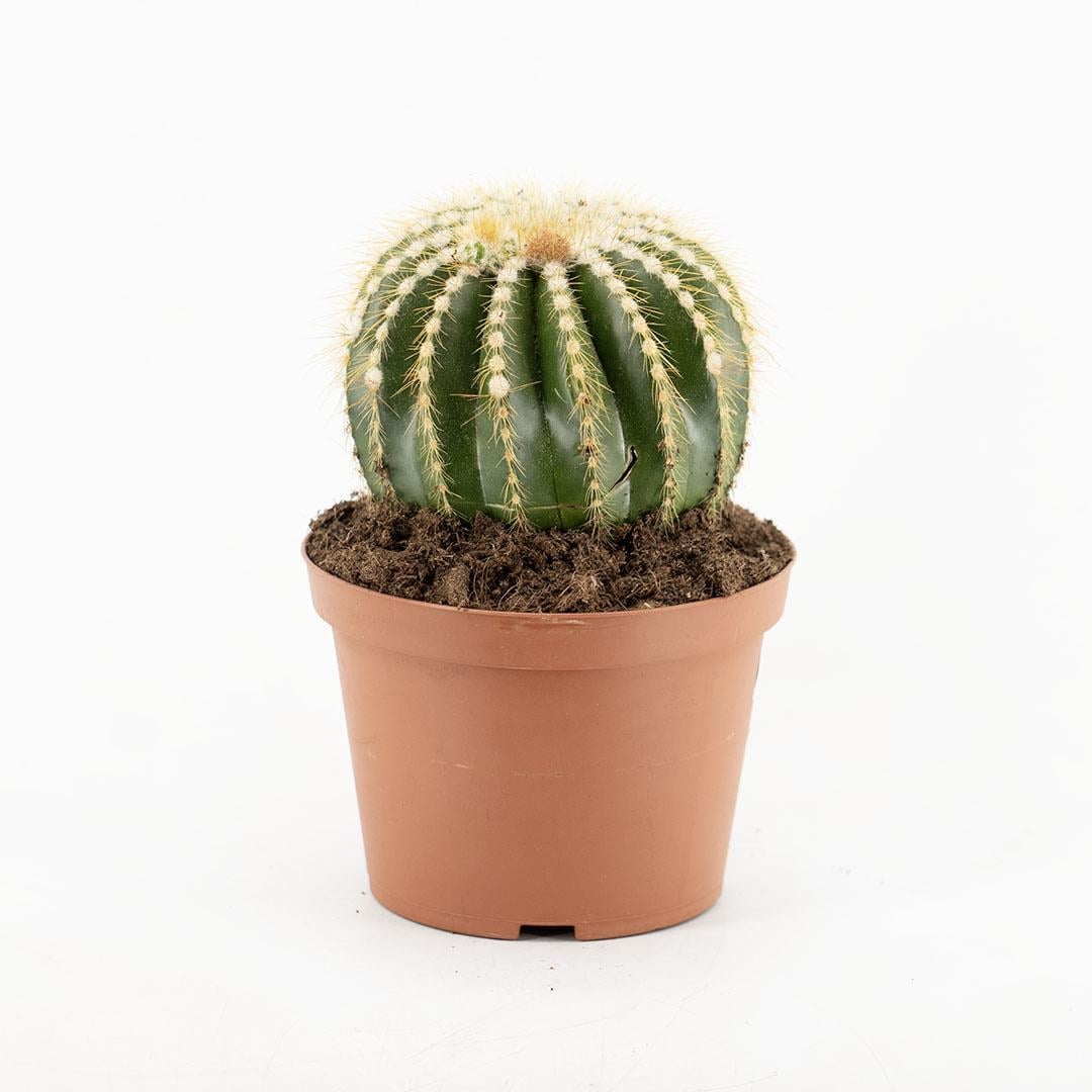 kaktus-melocactus-10-20-cm-f47d96.jpg
