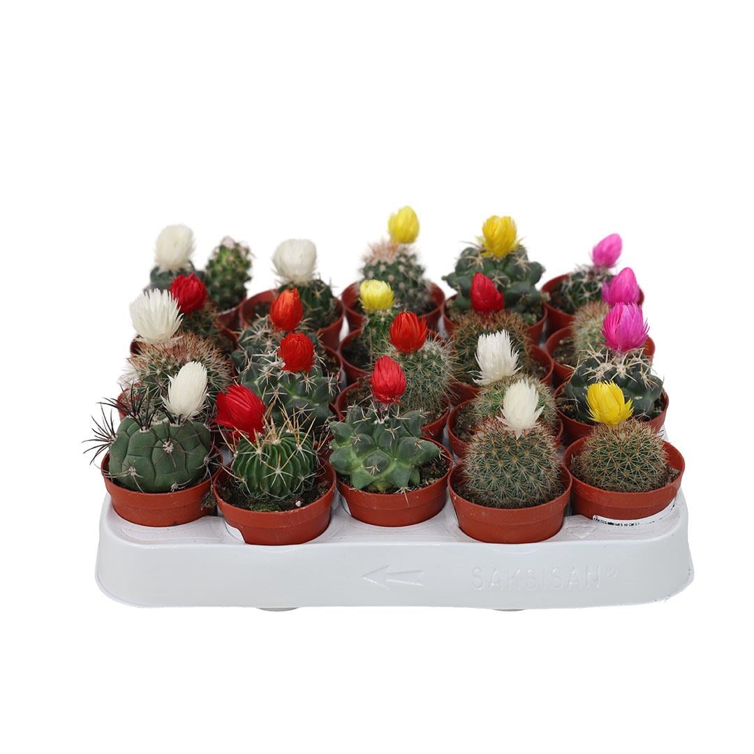 Kaktüs Mini 5-10 Cm