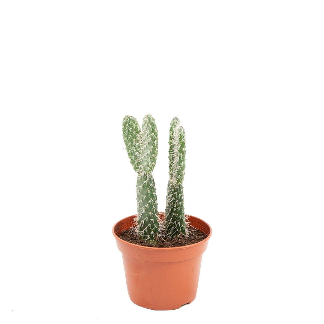 Kaktüs Opuntia