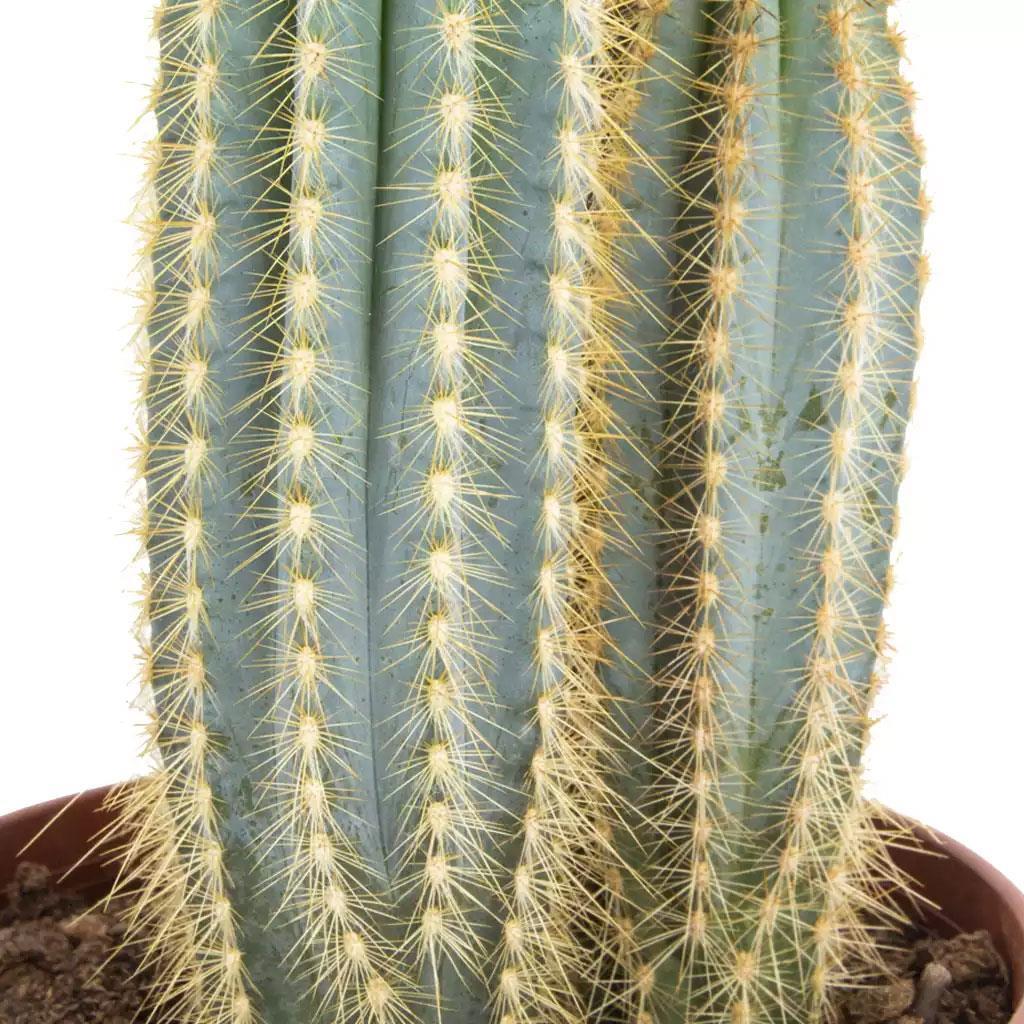 kaktus-overig-65d21f.jpg