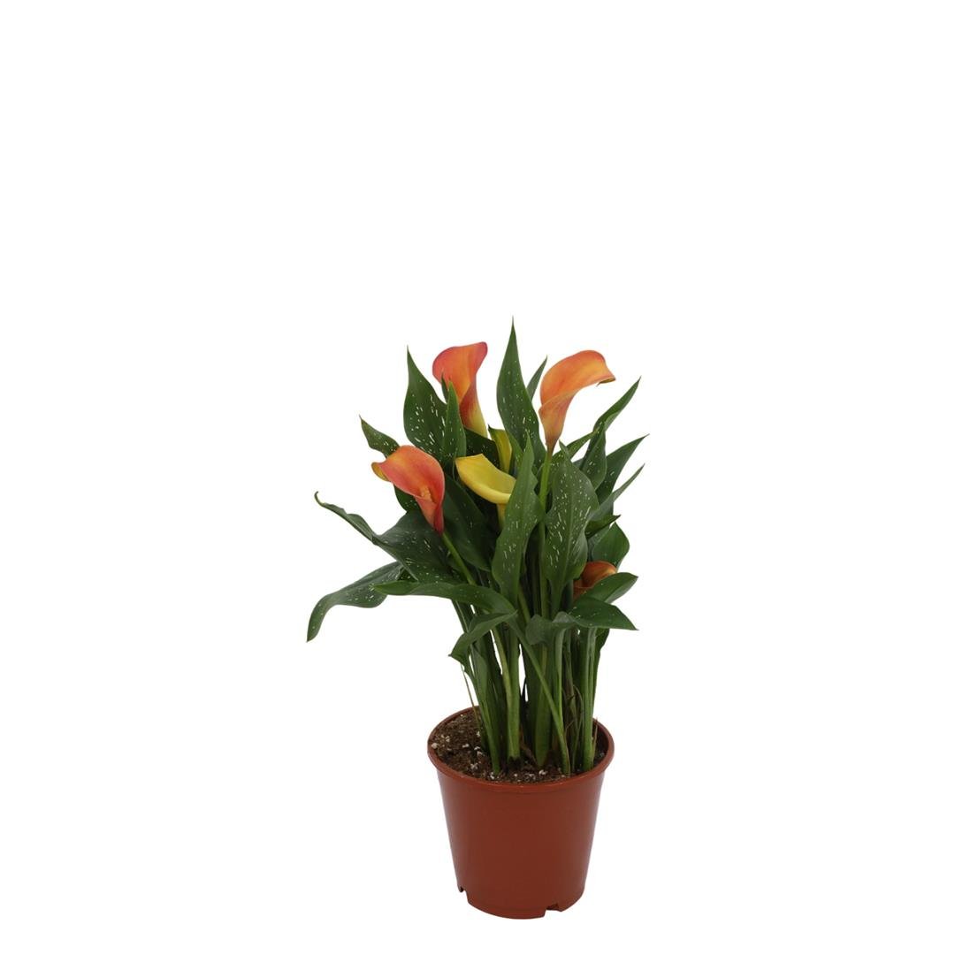 Kala - Gala Çiçeği 40-60 Cm