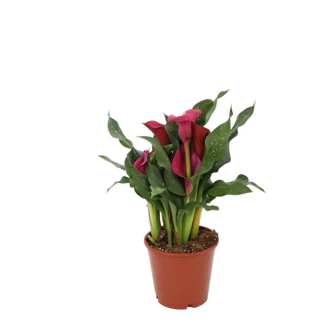 Kala - Gala Çiçeği 40-60 Cm