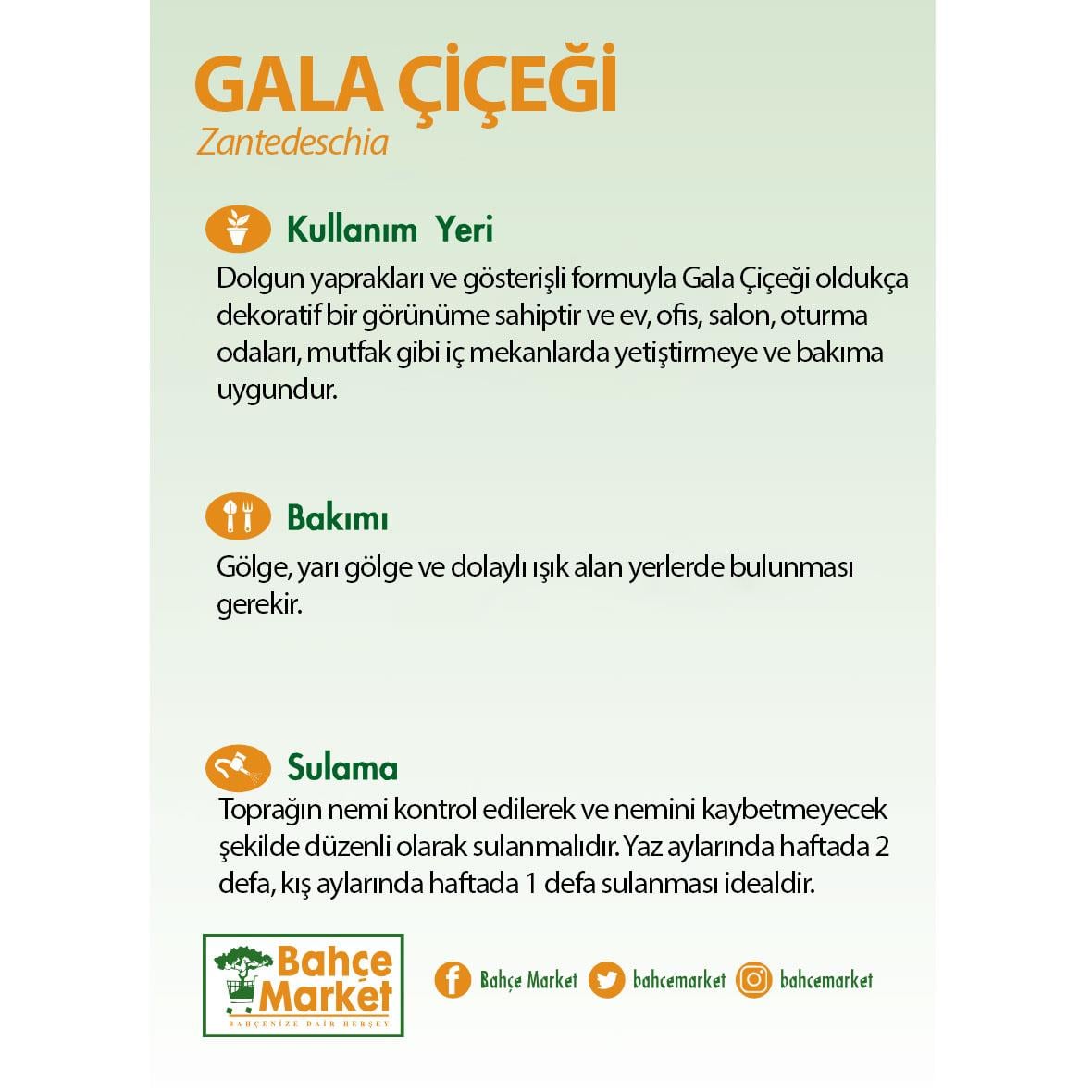 Kala - Gala Çiçeği 40-60 Cm