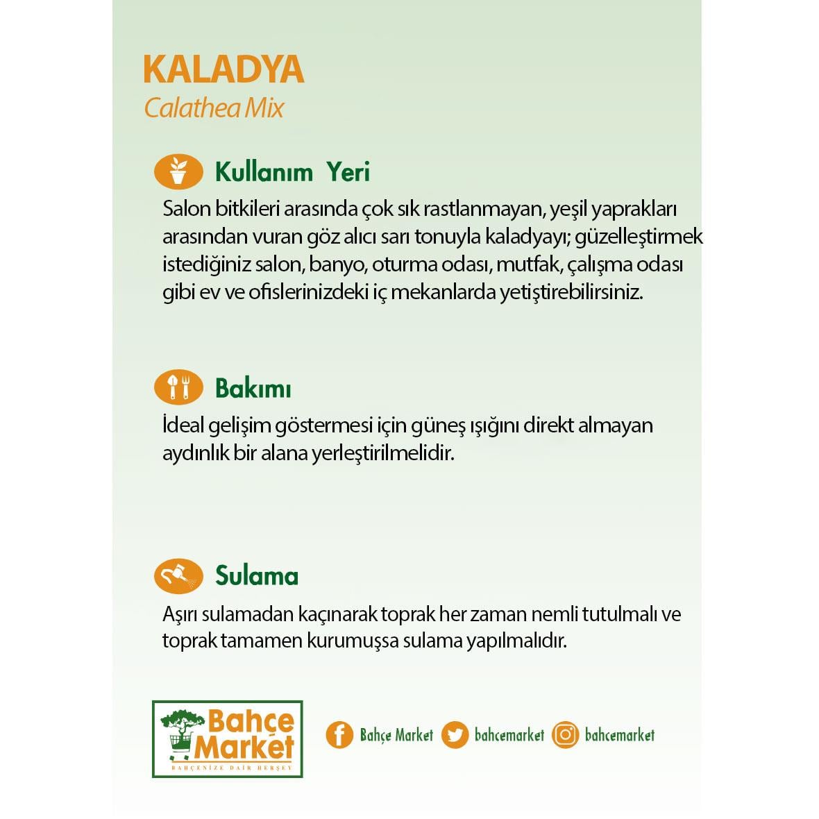 Kaladya (Calathea Mix ) - Dua Çiçeği Yeşil