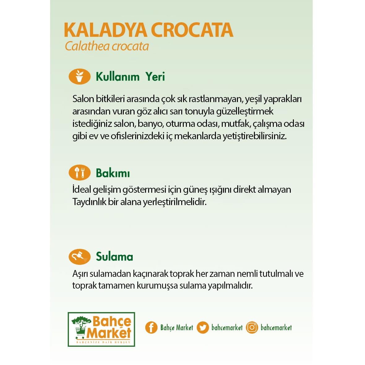 Kaladya Crocata Bitkisi 30 - 50 Cm Yeşil
