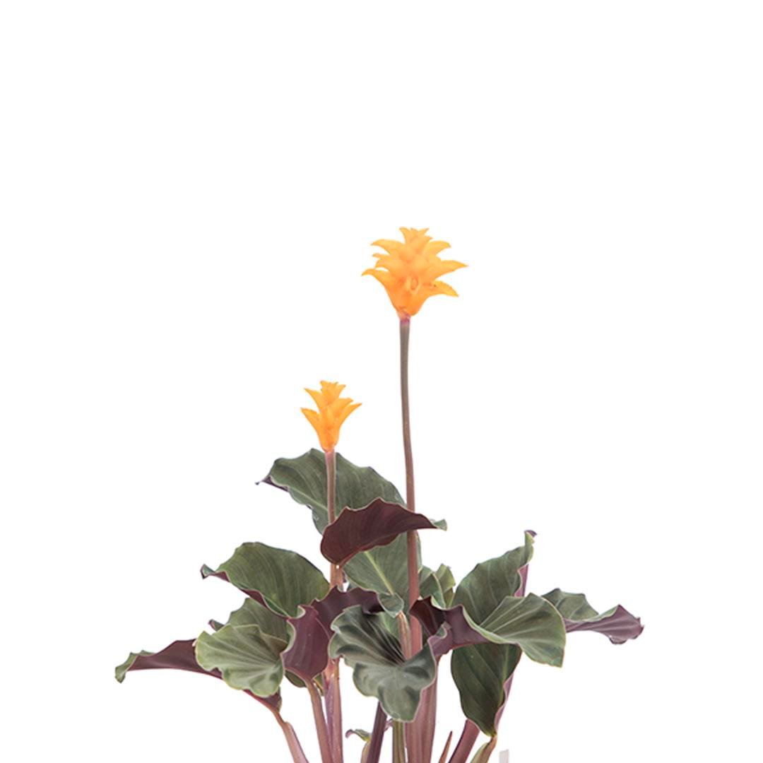 Kaladya Crocata (Dua Çiçeği) 30-40 Cm