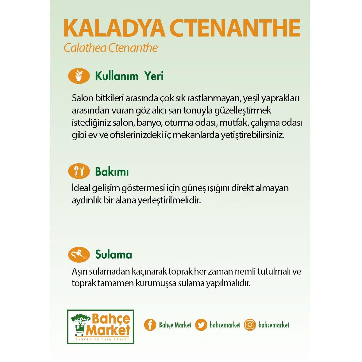 Kaladya Ctenanthe 70-80 Cm