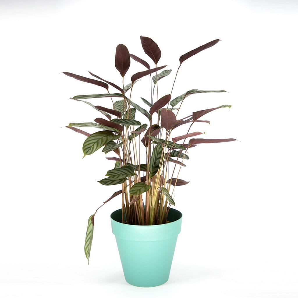 kaladya-ctenanthe-bitkisi-cap-19-cm-bo-5ab6c0.jpg