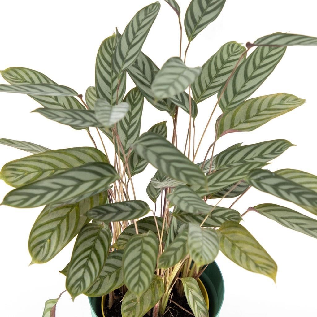 kaladya-ctenanthe-bitkisi-cap-19-cm-bo-c3178b.jpg