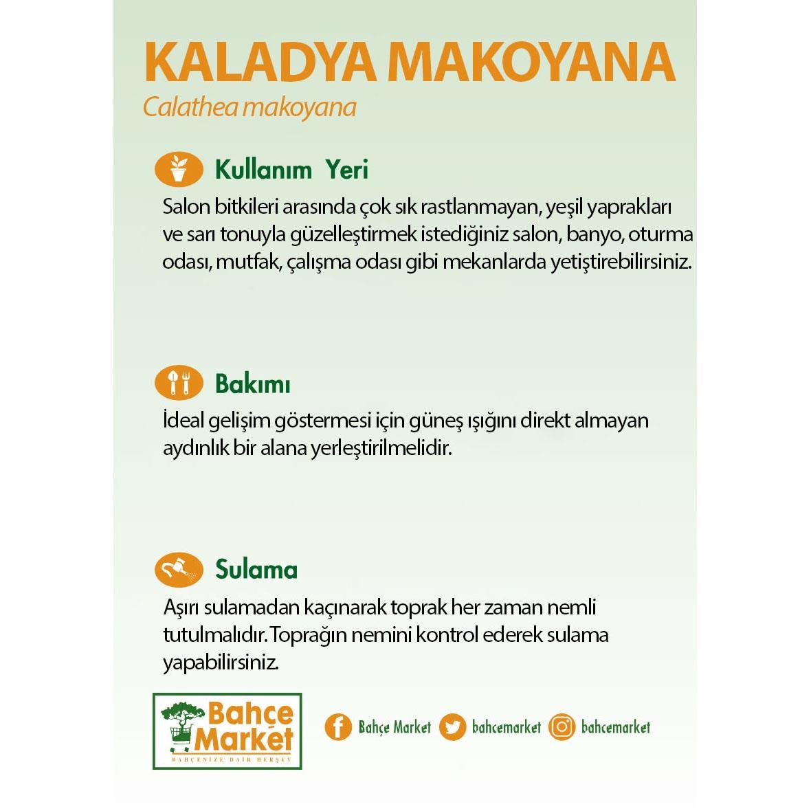 Kaladya Makoyana (Dua Çiçeği) Yeşil