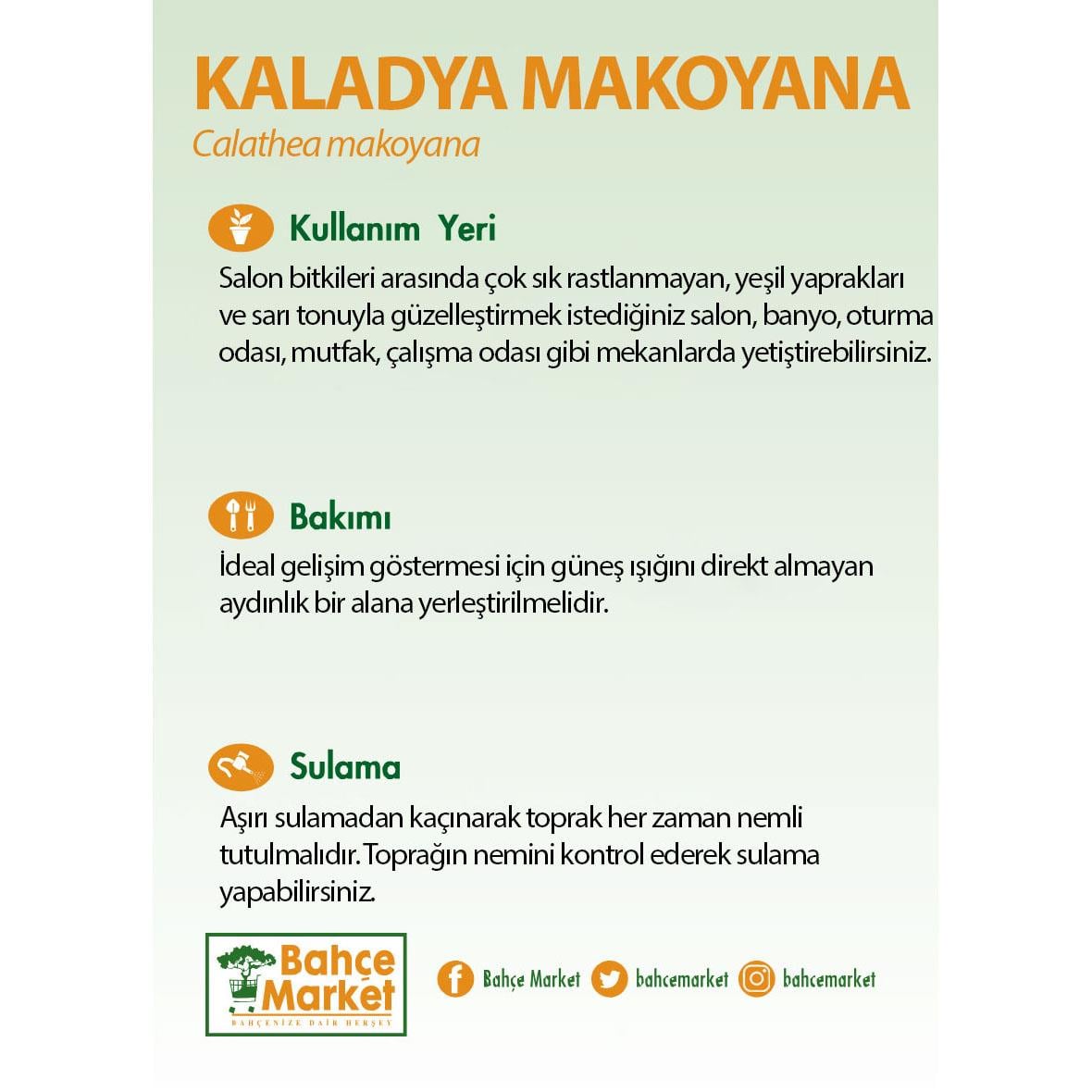 Kaladya Makoyana  - Kalatya Dua Çiçeği Yeşil