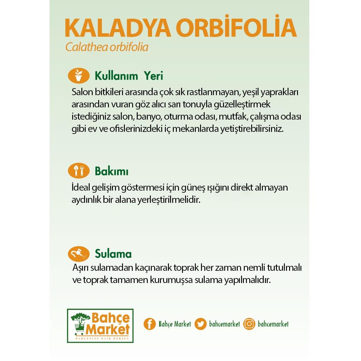 Kaladya Orbifolia 40-60 Cm
