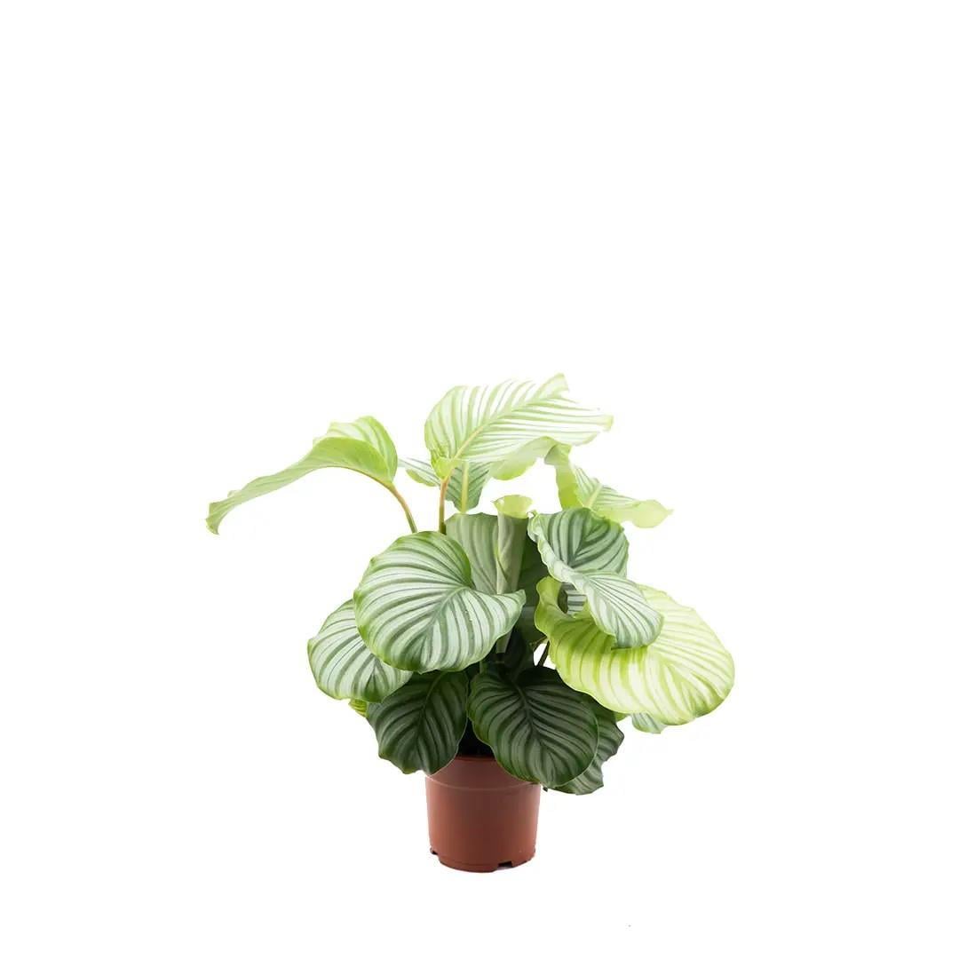 kaladya-orbifolia-ef-ec2.jpg