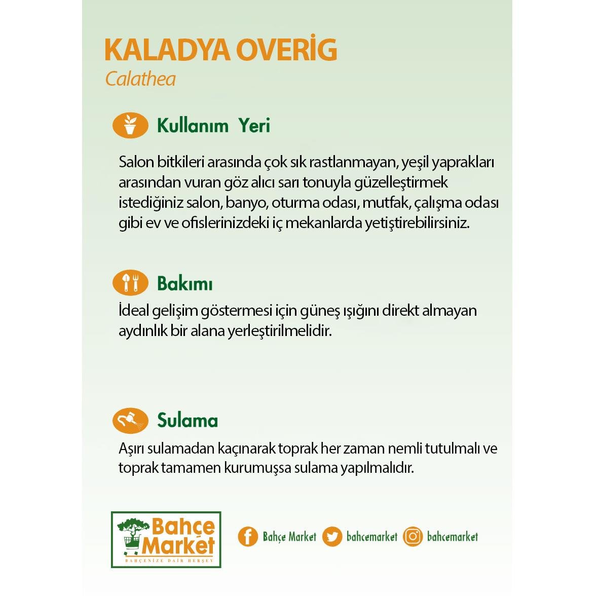 Kaladya Overig Yeşil