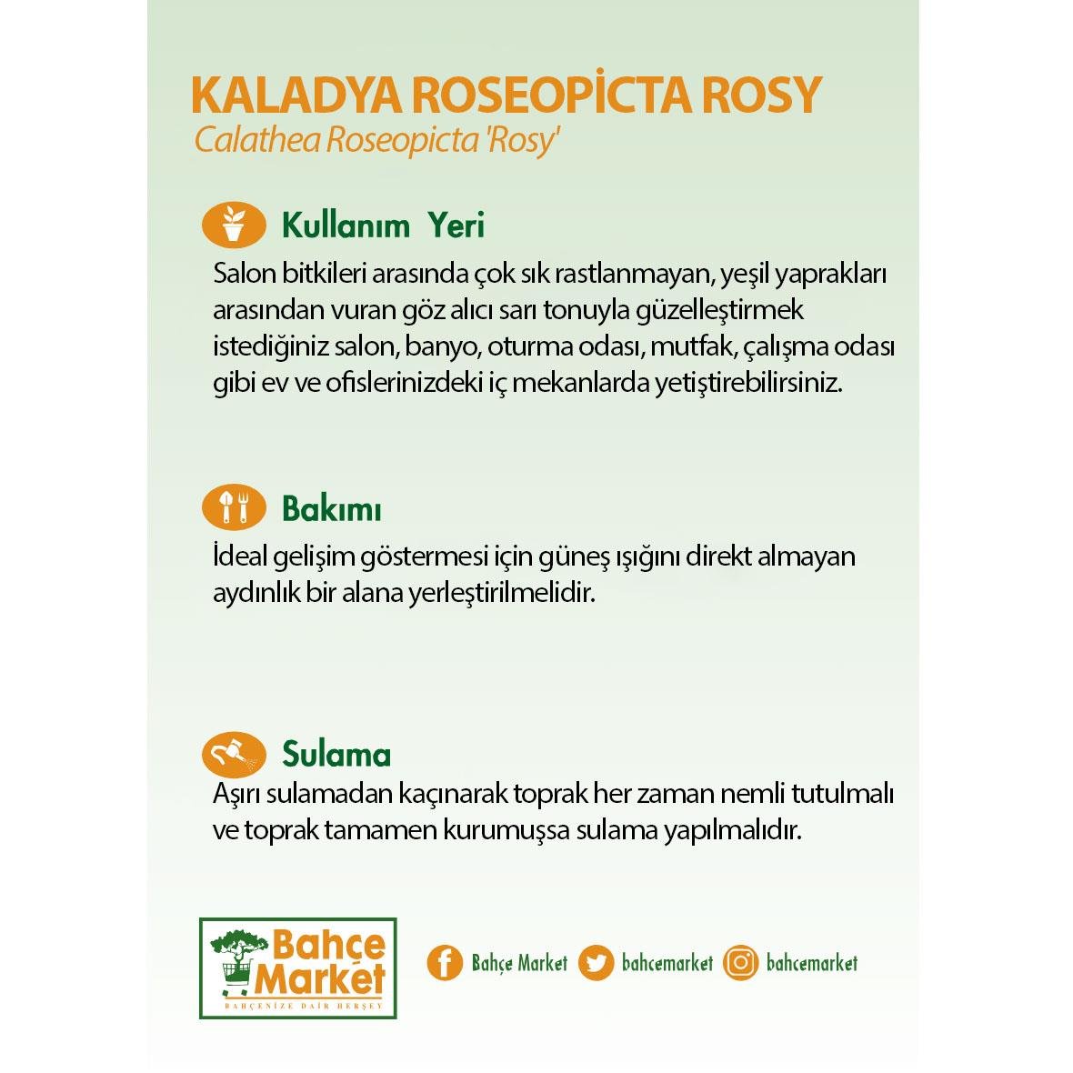 Kaladya Roseopicta Rosy Çiçeği - Kalatya Dua Çiçeği 30-40 Cm