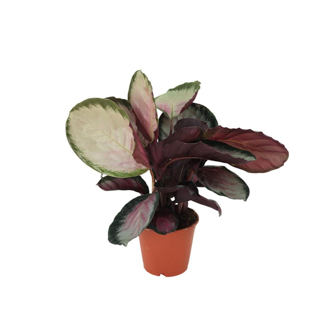 Kaladya Roseopicta Rosy Çiçeği - Kalatya Dua Çiçeği 30-40 Cm