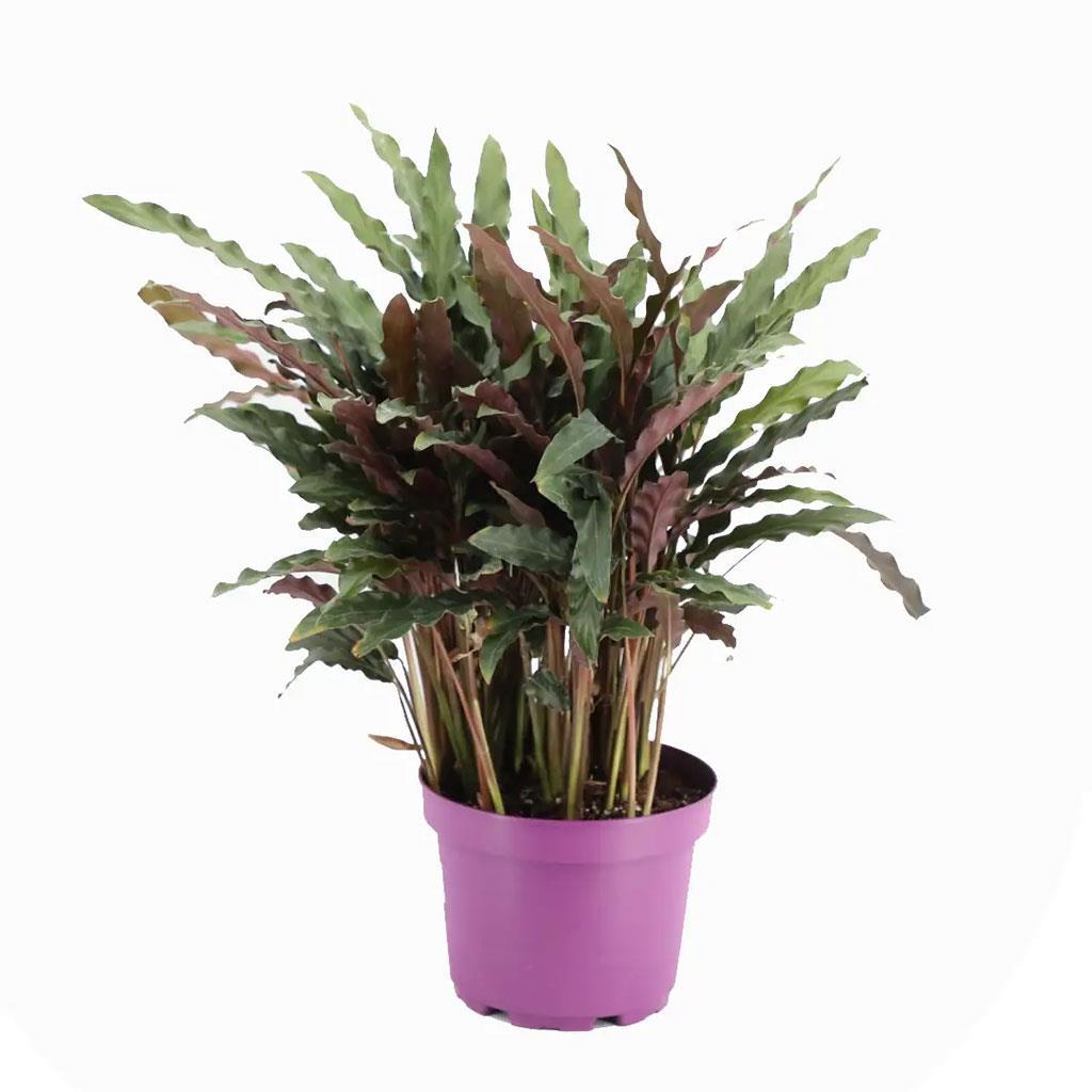 kaladya-rufibarba-cap-19-cm-30-40-cm-7368fc.jpg