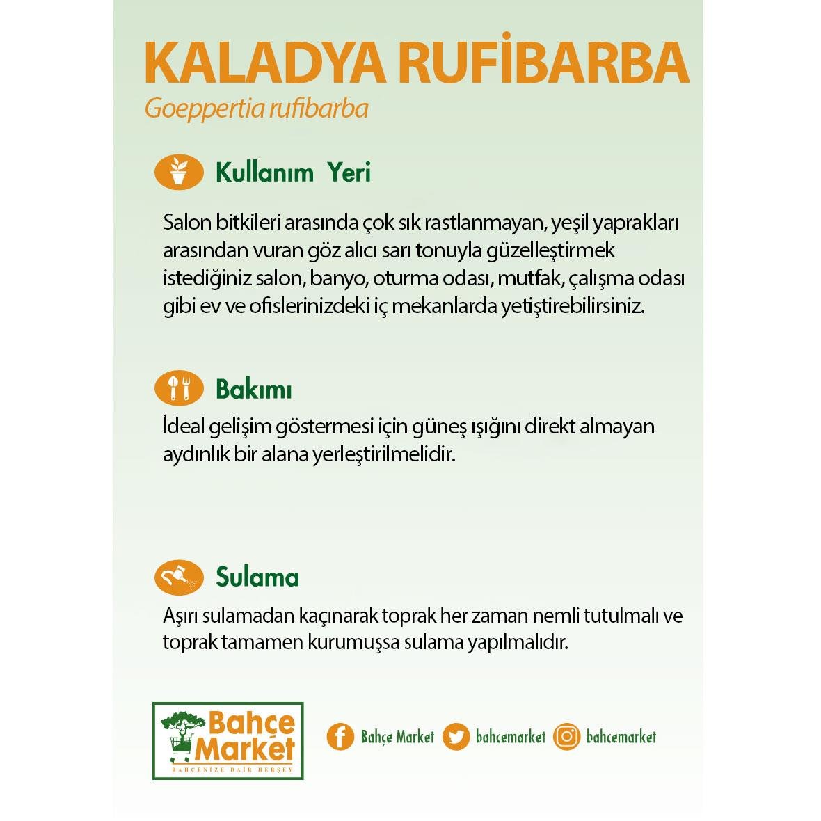 Kaladya Rufibarba (Dua Çiçeği) 40-60 Cm