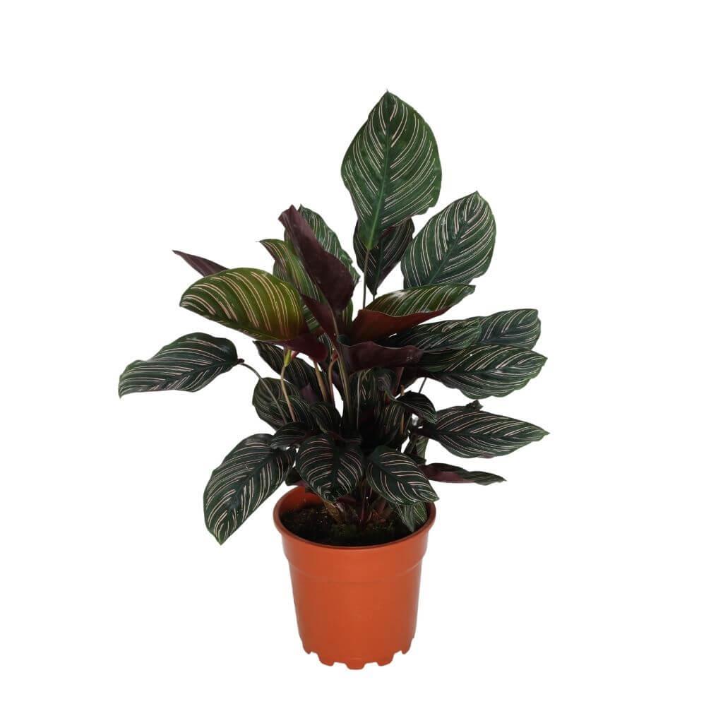 Kaladya Sanderıana Ornata 40-60 CM