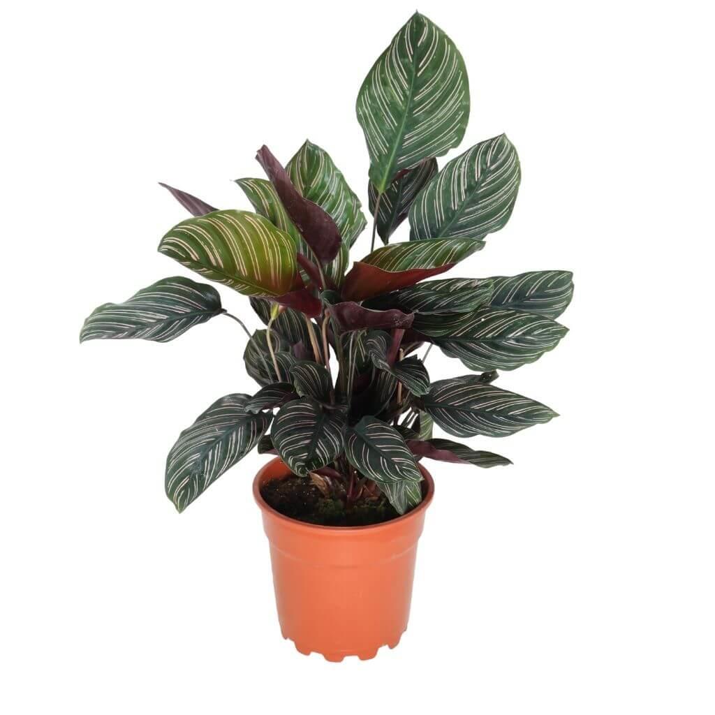 Kaladya Sanderıana Ornata 40-60 CM