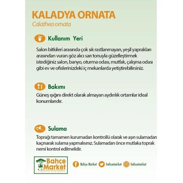 Kaladya Sanderıana Ornata 40-60 CM
