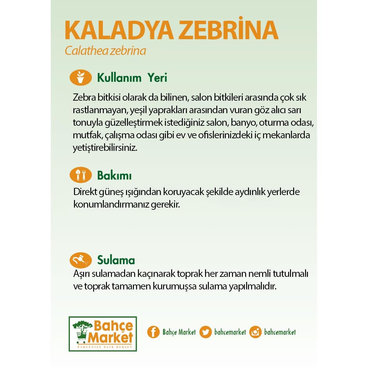 Kaladya Zebrina Çiçeği