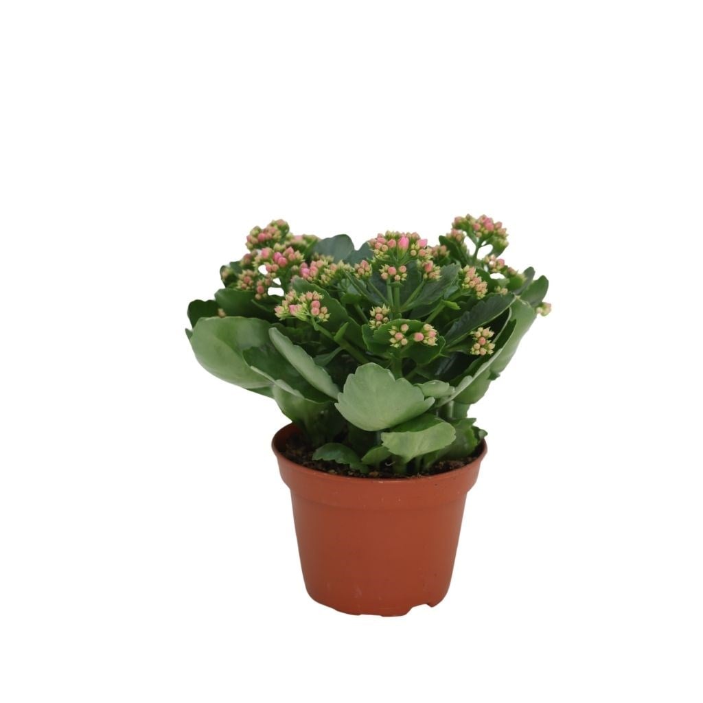 Kalanchoe 20-30 Cm