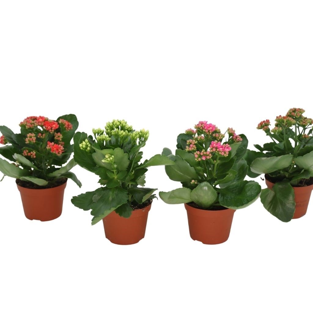Kalanchoe 20-30 Cm
