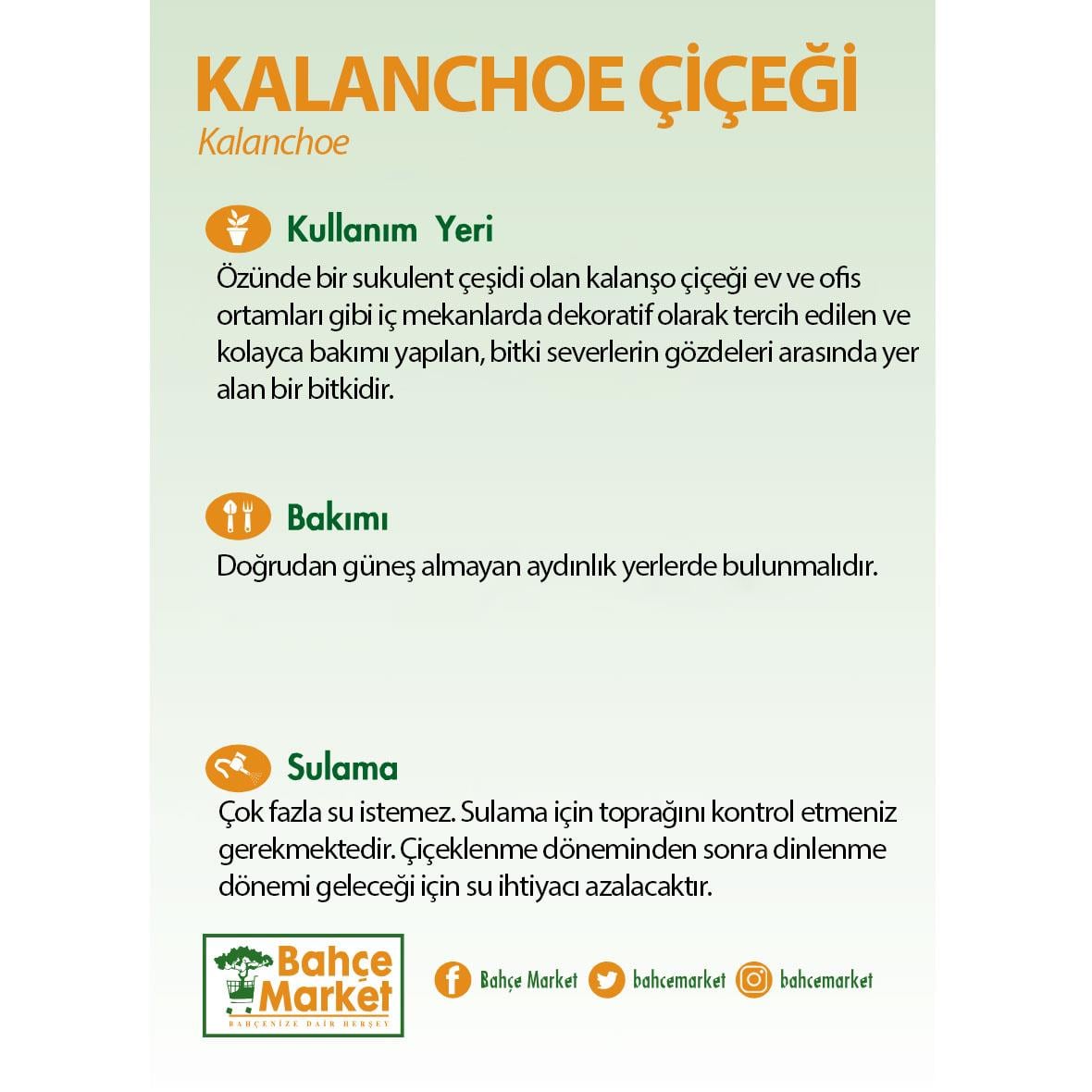 Kalanchoe - Kalanşo Çiçeği 20 - 30 Cm