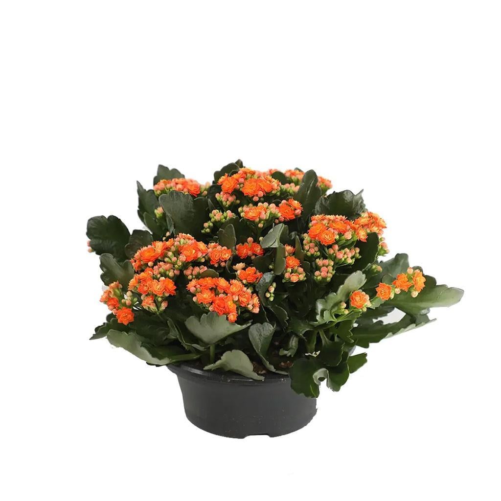 kalanchoe-kalanso-cicegi-20-30-cm-7-4c61.jpg