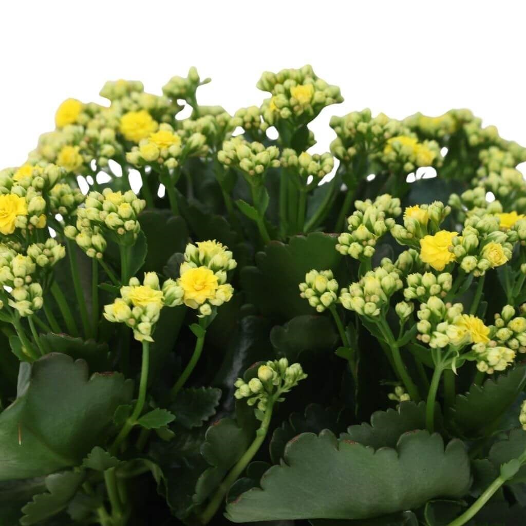 Kalanchoe - Kalanşo Çiçeği 20 - 30 Cm