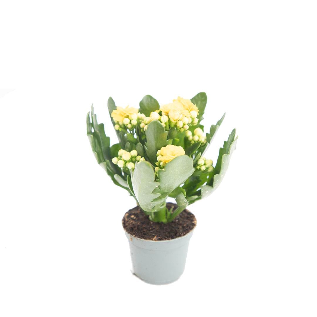 Kalanchoe Mini