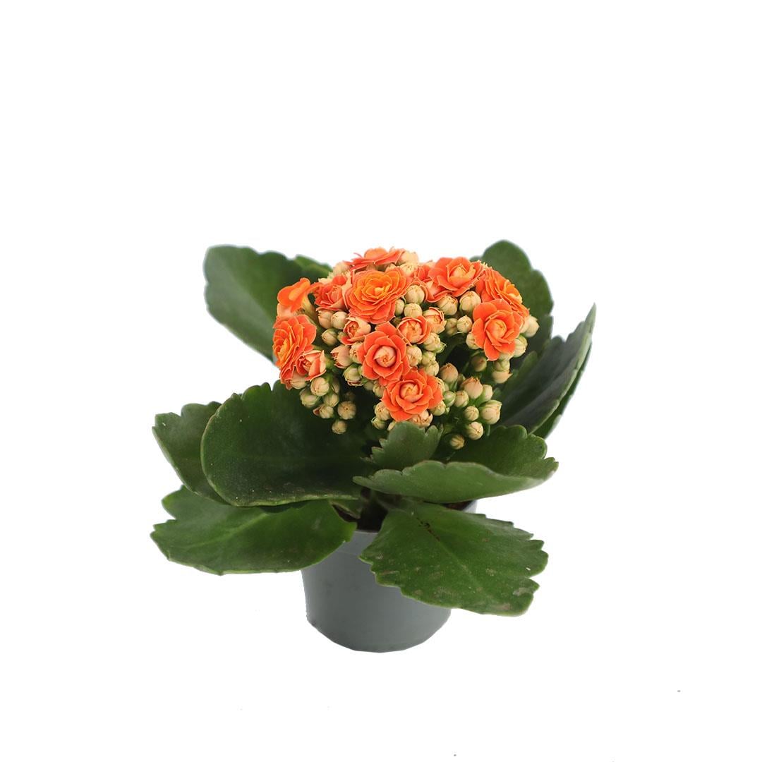 Kalanchoe Mini