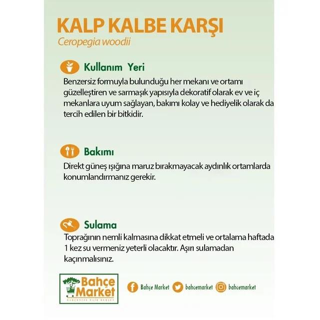 KALPKALBE KARŞI 60-80 CM