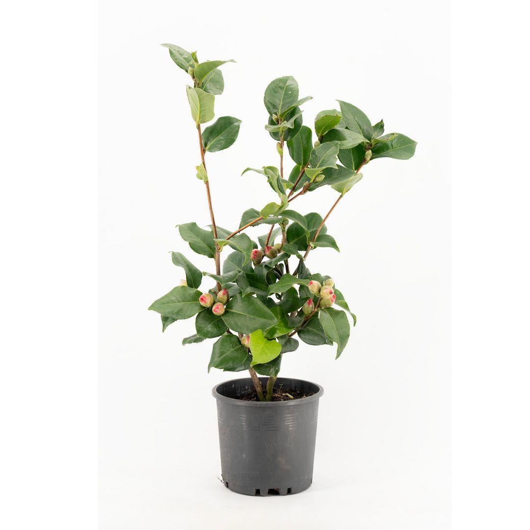 kamelya-30-40-cm-898586.jpg